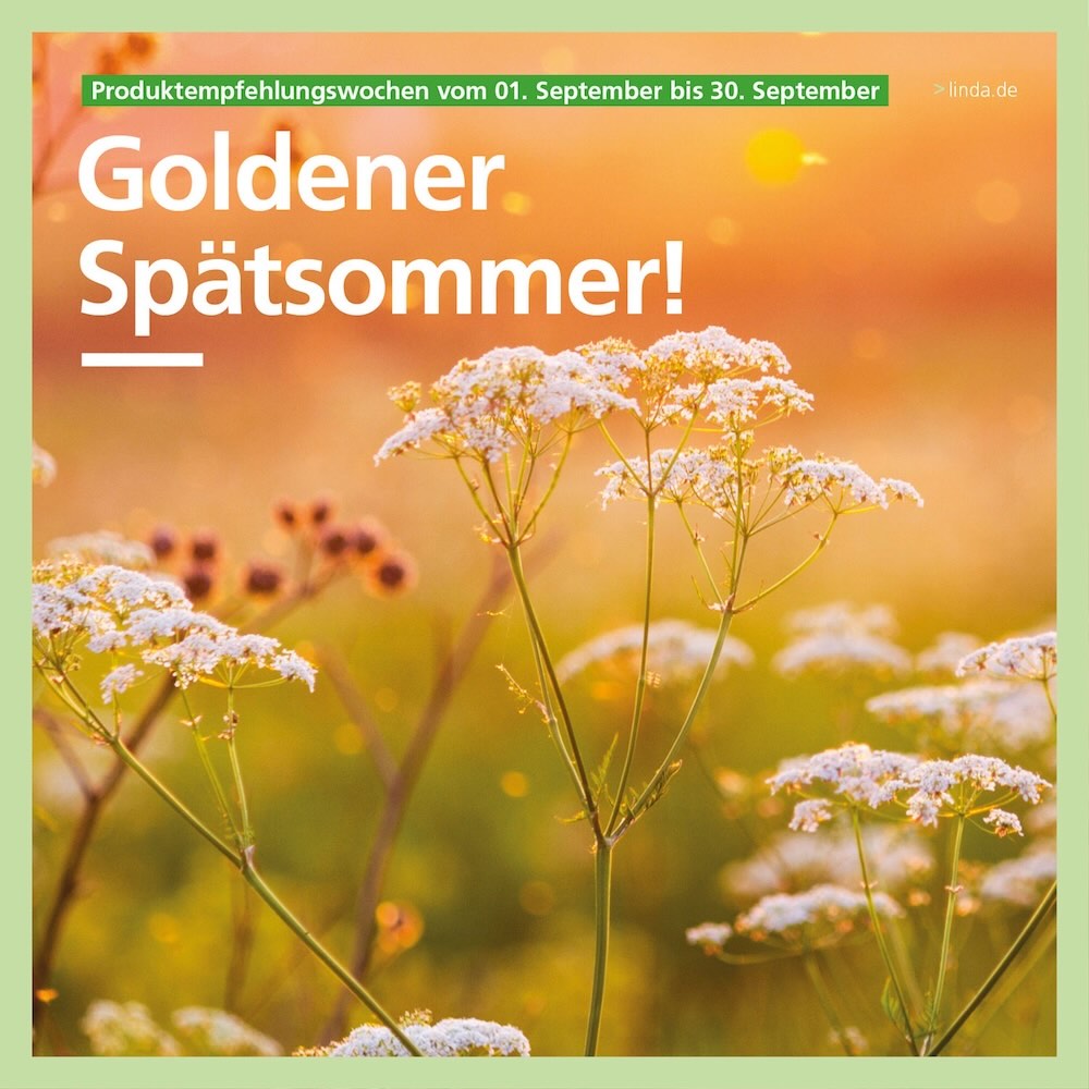 Fotografie einer spätsommerlichen Blumenwiese mit weißen Blüten im Vordergrund, die in warmem Sonnenlicht leuchten. Darüber der Schriftzug „Goldener Spätsommer!“ sowie der Hinweis „Produktempfehlungswochen vom 01. September bis 30. September“. Rechts oben steht klein die Webadresse „linda.de”.