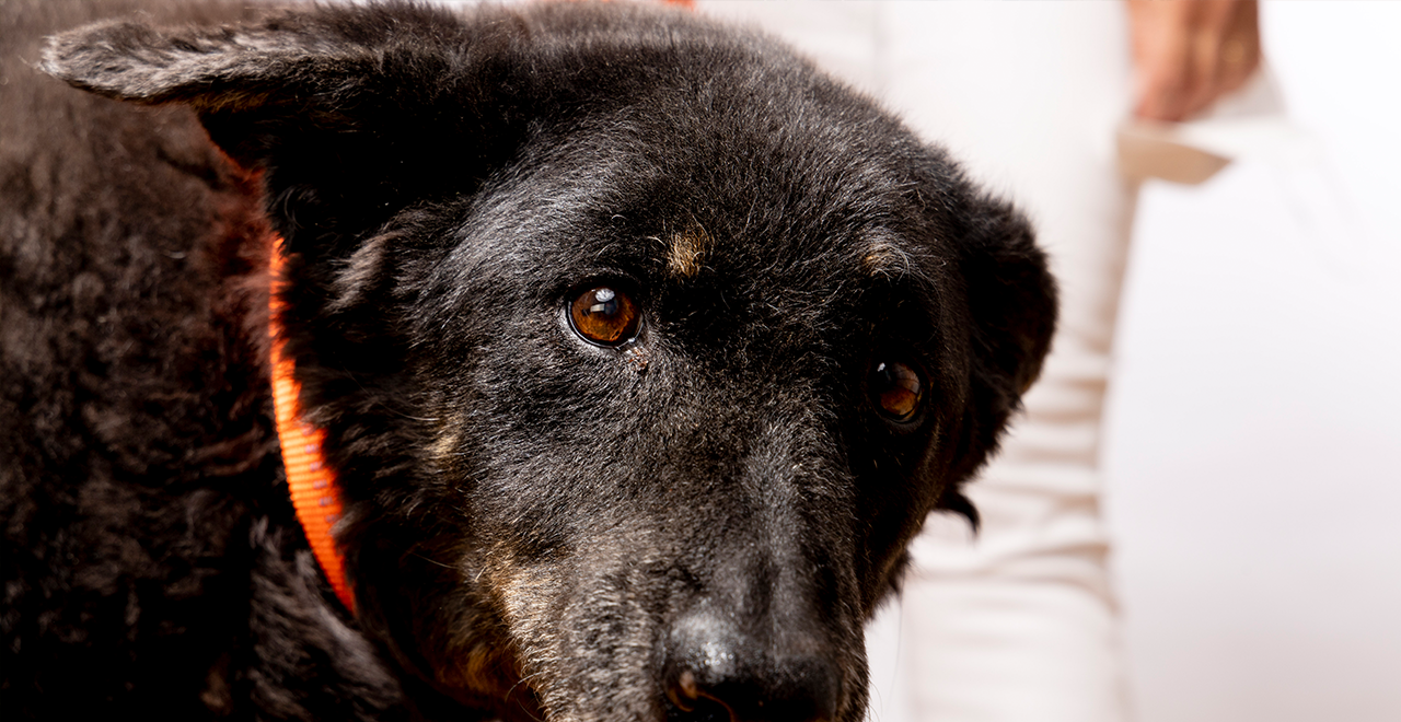 Nahaufnahme eines älteren, schwarzen Hundes mit braunen Augen und orangefarbenem Halsband. Im Hintergrund steht eine Person in heller Kleidung.