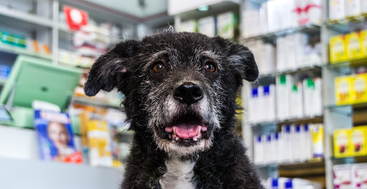 Nahaufnahme eines älteren schwarz-weißen Hundes in einer Apotheke, freundlich blickend.